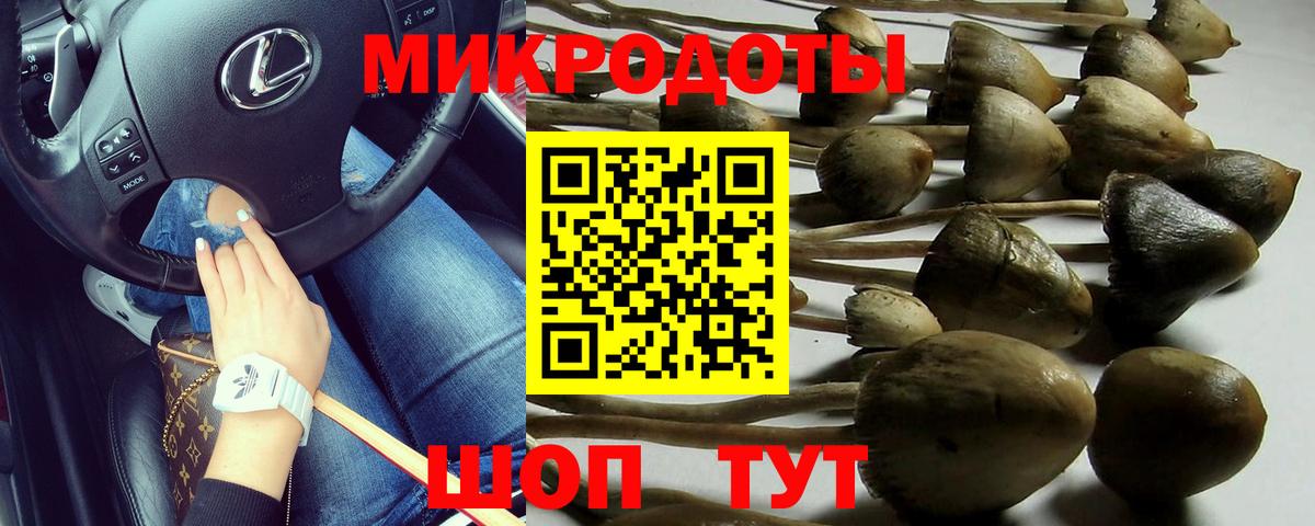 Псилоцибиновые грибы Psilocybe Новосибирск
